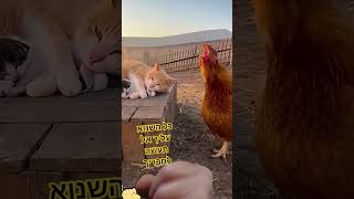 כל השנוא עליך אל תעשה לחבריך (הרב אברהם מלמד) - התמונה מוצגת ישירות מתוך אתר האינטרנט יוטיוב. זכויות היוצרים בתמונה שייכות ליוצרה. קישור קרדיט למקור התוכן נמצא בתוך דף הסרטון