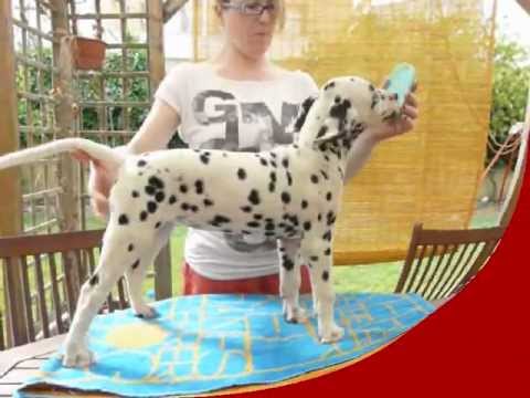 Camada B Dálmatas JUMALPA - JUMALPA DAL BINAZ (10 Semanas)