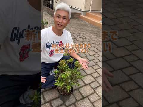 熱波の後にあなたの庭を救う天然肥料は何ですか?灼熱の夏のダメージを修復する6つのエリクサー  庭園