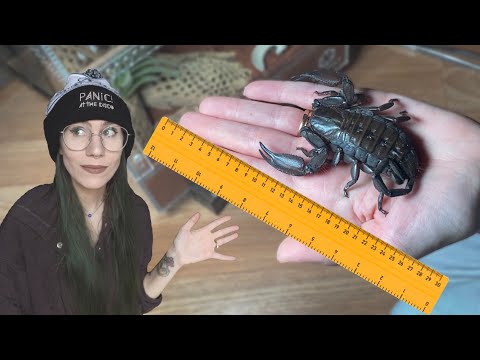 World's LARGEST AFRICAN SCORPION!.. Venom, handling, new enclosures & care info! (Flat Rock)