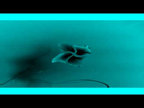 Windows 7 Logon Csupo in Crazy Wave