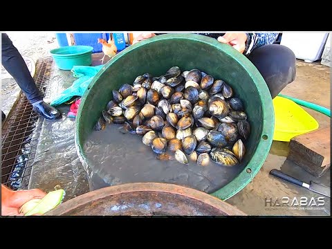 EP537-Part 2 - Masayang Pangunguha ng Lokan | Occ. Mindoro