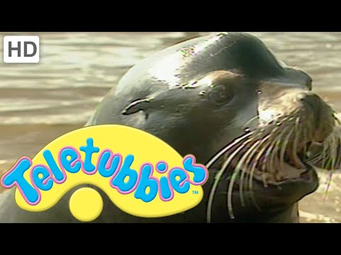 Teletubbies: Sea Lions - Full Episode