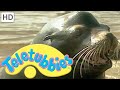 Teletubbies Sea Lions Full Episode