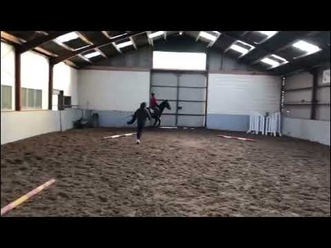 Just broken 4 years old gelding Superlatief vd Gangerhoeve (Stakkato Gold x Toulon)