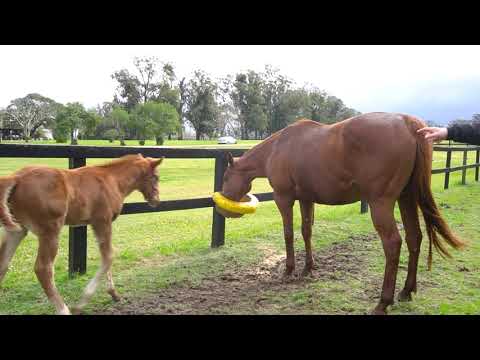 Série Cavalos & Corridas, Temporada 1: Em breve!
