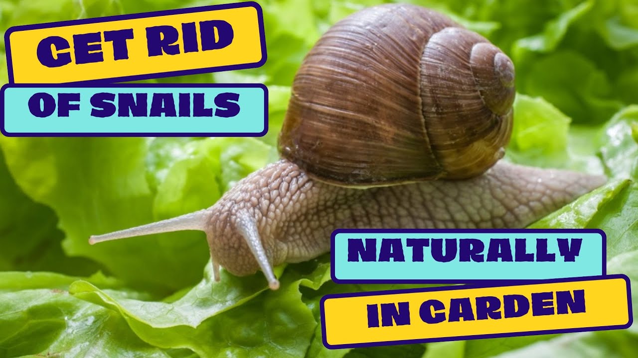 How To Get Rid Of Snails Naturally In Garden?? Easy to Follow Tips & Tricks
