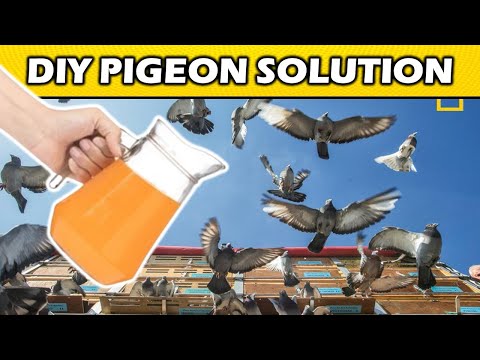 3 Ways To Scare off Pigeons From your Roof That Are Guaranteed To Work