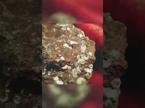 kimberlite rough diamond