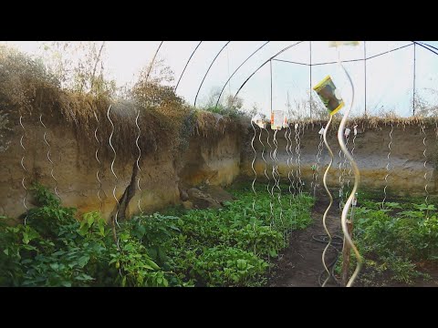 M5 TV – Fenntartható visszafejlődés – A walipini előnye télen – 2024/2. adás – 2024.01.14.