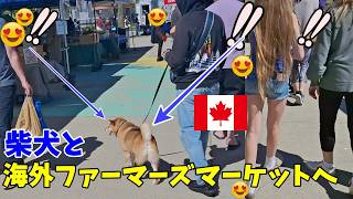 【海外愛され柴犬】海外で大人気! 柴犬をカナダのファーマーズマーケットへ連れて歩くと反応がおもしろすぎ♪【海外の反応】
