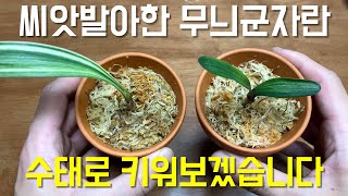 군자란 키우기!! 씨앗발아한 무늬군자란 수태로 키우기!!