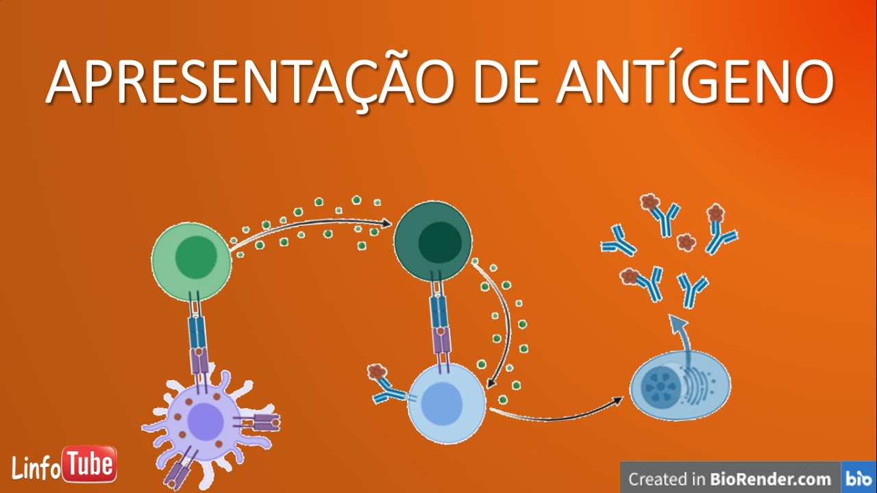 Apresentação de antígenos - uma  breve introdução