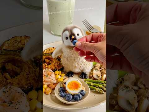 Cutie penguin Marshmallow, always hungry for love & snacks  #cuteanimals #babypenguin #adorable #可愛い
