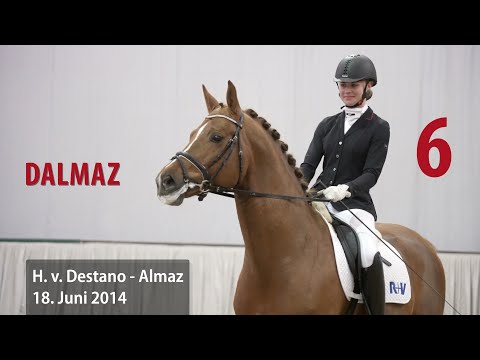 06 Dalmaz Hengst v. Destano - Almaz