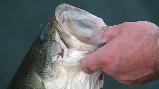 Bass Facts and Myths (Scientific Truths You Need To Know) | Bass Fishing