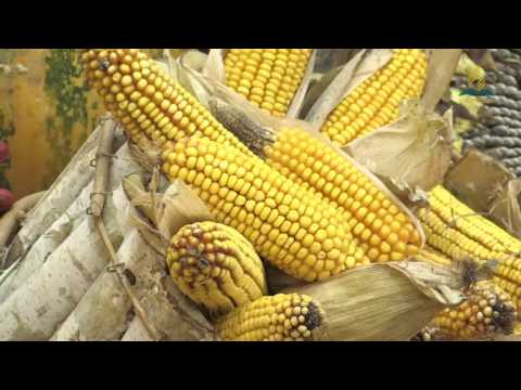 Corul AZS Wien - Deschide usa inimii