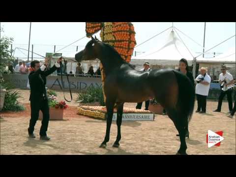 N.120 MILLIAR - Menton 2016 - Colts 3 years old (Class 8)