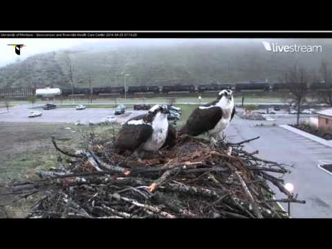 Hellgate April 25 14