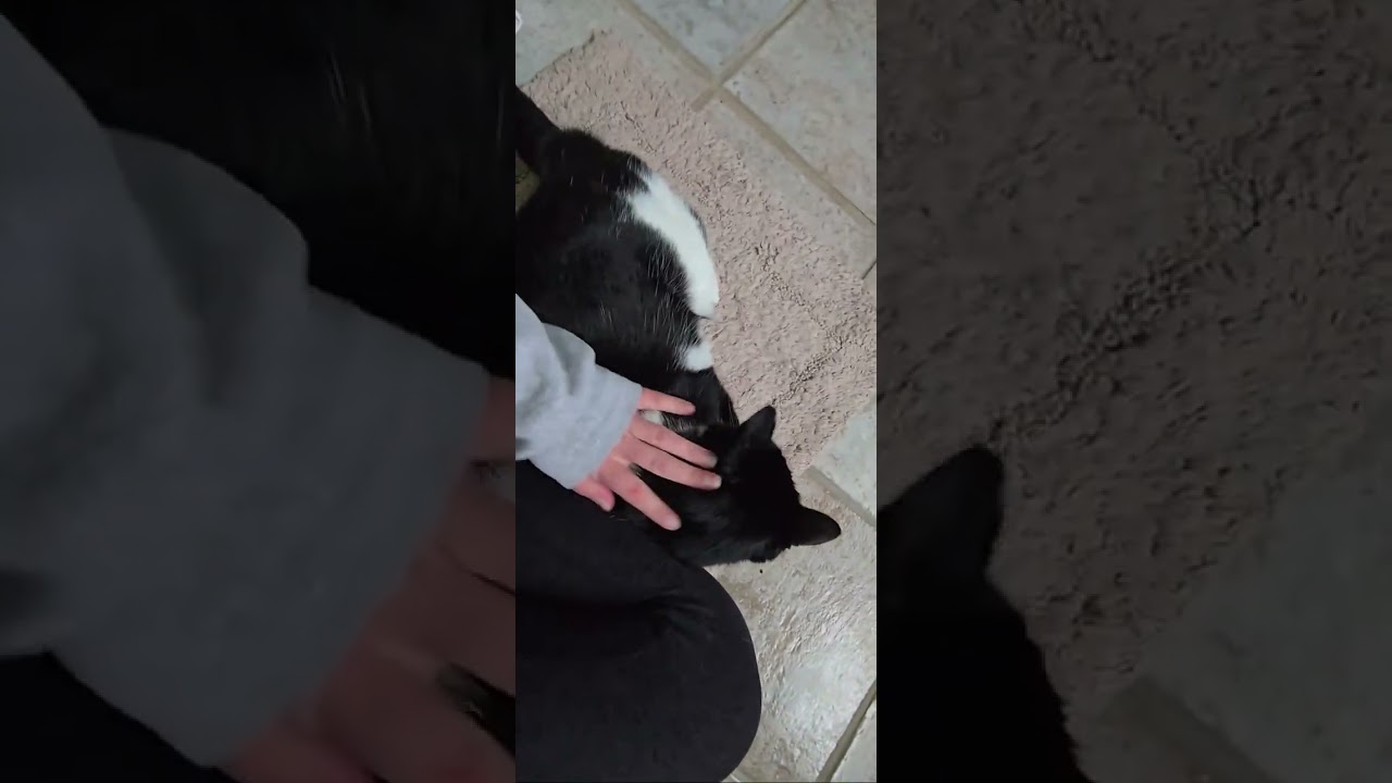 Enlarge Skippy, a ADOPTABLE American Shorthair in East Orange, NJ video 1/2