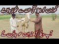 Horse Dance Training | How to Train A Horse | Horse Dance Training |Pakistan horse trainer