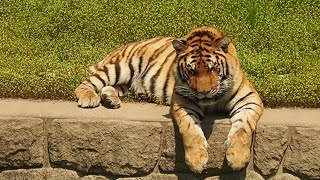 天王寺動物園 アムールトラの風くん Panthera tigris altaica 東北虎