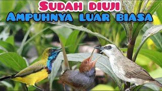 Download lagu Suara Pikat Burcil Kombinasi Sogon, Prenjak, Trucuk mp3 Download lagu Suara Pikat Burcil Kombinasi Sogon, Prenjak, Trucuk mp3