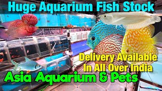 Get READY for the Huge Fish Stock at Asia Aquarium Store!