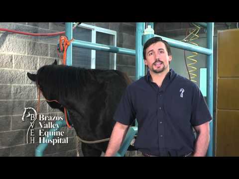 Equine Stifle Problems