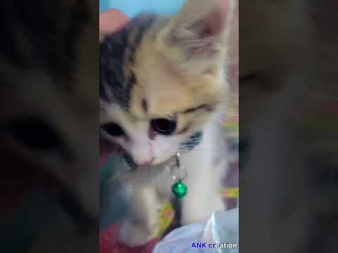 കാത്തുവിന്റെ കുസൃതികൾ ....#kathu #cat