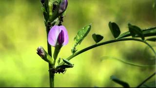 preview picture of video 'Ants scurry about vetch extra-floral nectary in Marion County, Ohio.'