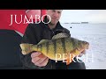 Video Thumbnail for Jumbo Perch Fishing