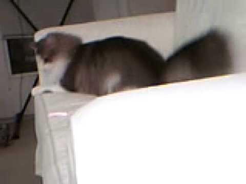 Shabnam is playing with laser