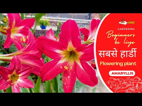 एमेरीलिस के फूल कब खिलते है ? Amaryllis plant care & propogation in Hindi