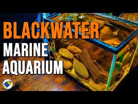How to: Rock Pool Saltwater Aquarium | Step by Step Guide - MR BRIGHTFRYED