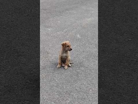 #cute #cutebaby #dog #pets #petslovers #trending #odiashorts #viralvideo #subscribe #like #ytshorts