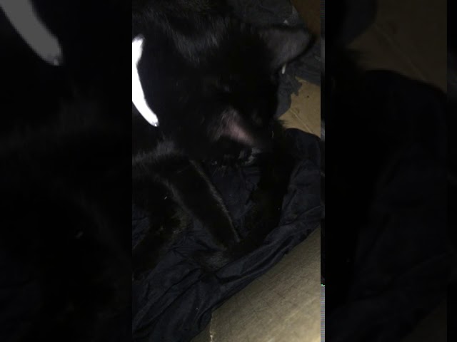 Vídeo relacionado con OPULIZE KAT Gafas de Lectura - Pack de 3 - Elegante Montura Ojo de Gato - Negro, Marrón, Gris - Hombres y Mujeres - Bisagras de Muelle - RRR59-127 - +2.00