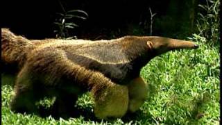 Dance With the Animals Sample Clip