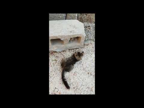 animals channel please subscribers