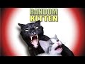 Talking Kitty Cat 43 - Random Kitten