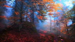 Dreams Of Nature - Walking Among The Trees