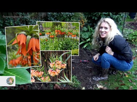 How to plant Fritillaria imperialis (or 'Crown Imperial') bulbs - FarmerGracy.co.uk