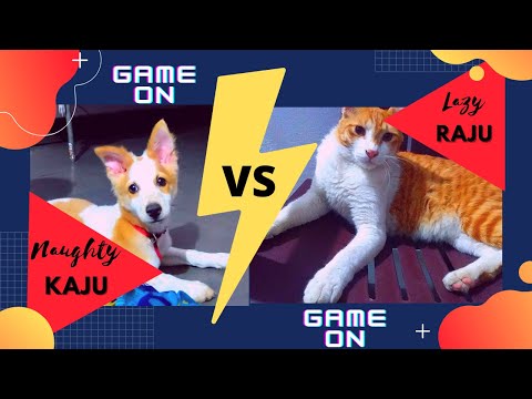 Naughty Kaju VS Lazy Raju, Dog vs Cat, Cute Funny Dog and Cat Fight