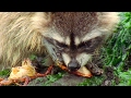 Raccoon Vs Rock Crab Blue Planet BBC Earth