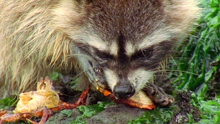 Raccoon Vs Rock Crab | Blue Planet | BBC Earth