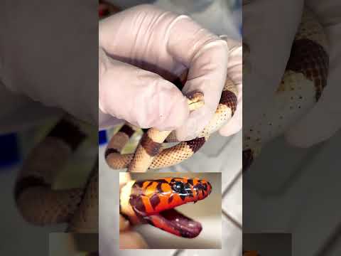 TRABALHARIA NO MEU LUGAR?  #curiosidades