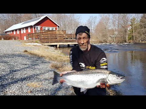 Harrin taimen - Meritaimen - Merikarvianjoki - Perhokalastus - Eumer Tosi Iisi - Kalastus