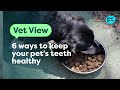 Vet Explains 6 Ways To Keep Your Pet S Teeth Healthy PET CIRCLE