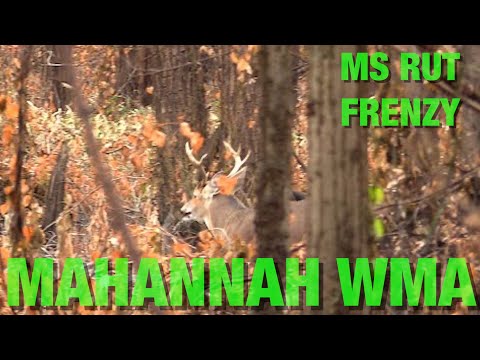 Mississippi Delta PUBLIC LAND Ground Hunting BUCK Encounters || Longtine Outdoors Ep 4