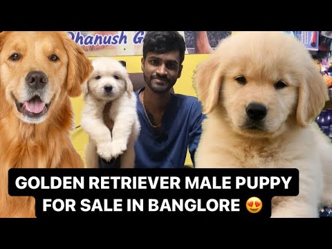 GOLDEN RETRIEVER PUPPY FOR SALE IN BANGLORE |DHANUSH GOWDA | 9353268076 #goldenretriever #puppy #dog